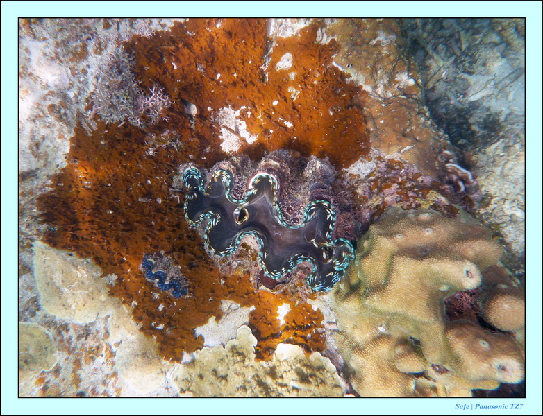 2009   07   Perhentians 060